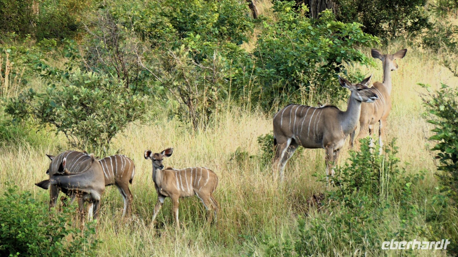 Südafrika -Kruger Nationalpark - Kudu Familie &ndash; &copy; Annett Müller (Eberhardt TRAVEL)