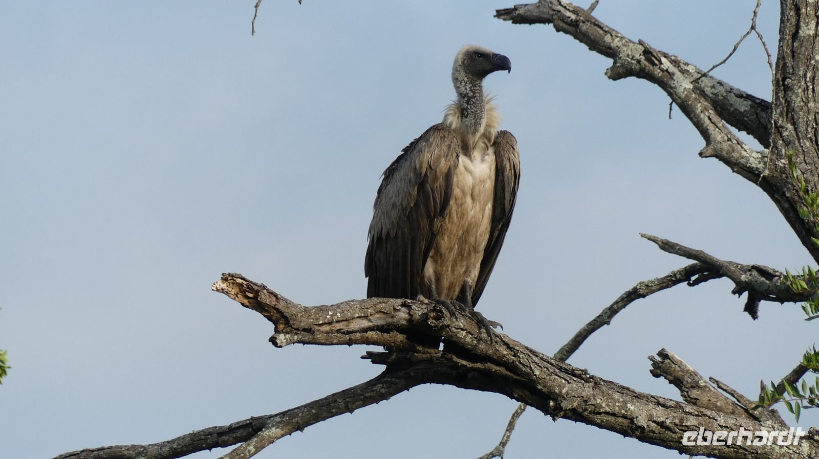Südafrika -Kruger Nationalpark - Weißrückengeier &ndash; &copy; Annett Müller (Eberhardt TRAVEL)