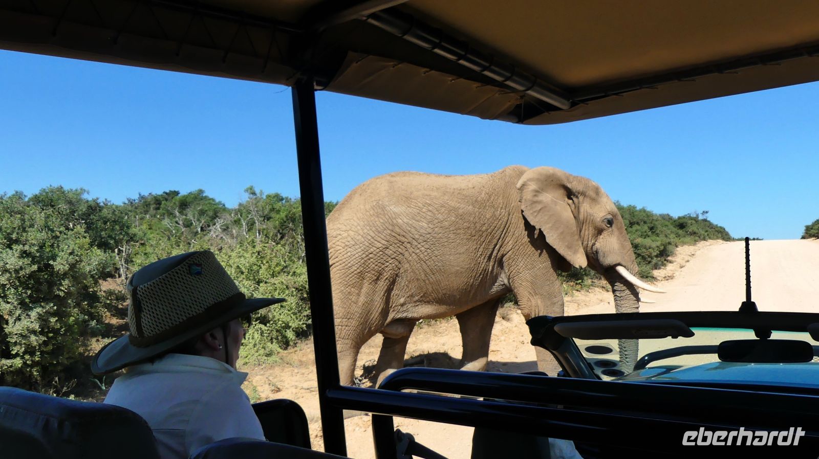 Südafrika - Safari im ADDO &ndash; &copy; Annett Müller (Eberhardt TRAVEL)