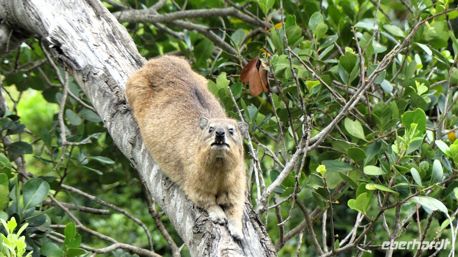 Südafrika - Tsitsikamma Nationalpark - Klippschliefer &ndash; &copy; Annett Müller (Eberhardt TRAVEL)