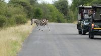Südafrika -Kruger Nationalpark - auf Safari &ndash; &copy; Annett Müller (Eberhardt TRAVEL)