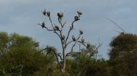 Südafrika -Kruger Nationalpark - Geierbaum
