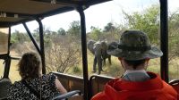 Südafrika -Kruger Nationalpark -  Safari