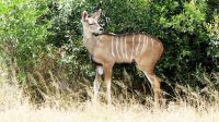 Südafrika -Kruger Nationalpark -  Kudu Kid &ndash; &copy; Annett Müller (Eberhardt TRAVEL)