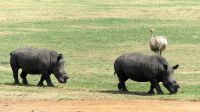 Südafrika  - unterwegs nach Johannesburg &ndash; &copy; Annett Müller (Eberhardt TRAVEL)