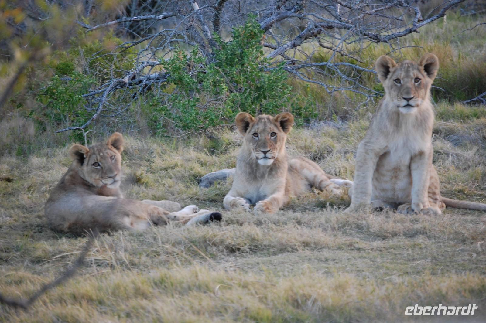 3 Junglöwen (4 Monate) &ndash; &copy; Gunter Looß (Eberhardt TRAVEL)