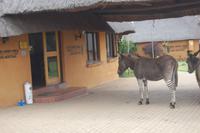 Heia Safari Ranch &ndash; &copy; Gunter Looß (Eberhardt TRAVEL)