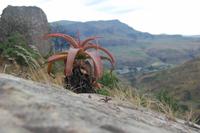 Aloe Vera in den Drakensbergen &ndash; &copy; Gunter Looß (Eberhardt TRAVEL)