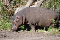 Hippo-Baby (2 Monate) &ndash; &copy; Gunter Looß (Eberhardt TRAVEL)