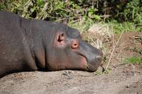 Hippo-Baby (2 Monate) &ndash; &copy; Gunter Looß (Eberhardt TRAVEL)
