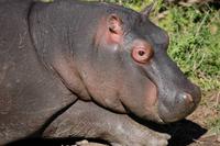 Hippo-Baby (2 Monate) &ndash; &copy; Gunter Looß (Eberhardt TRAVEL)