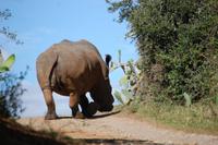 Breitmaul-Nashorn im Kariega-Wildpark  &ndash; &copy; Gunter Looß (Eberhardt TRAVEL)