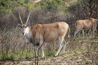 Elan-Antilope männl.  &ndash; &copy; Gunter Looß (Eberhardt TRAVEL)