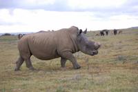 Breitmaul-Nashorn (Bulle) im Kariega-Wildpark  &ndash; &copy; Gunter Looß (Eberhardt TRAVEL)