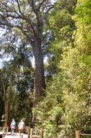 Big Tree - 1000-jähriger Gelbholzbaum &ndash; &copy; Gunter Looß (Eberhardt TRAVEL)