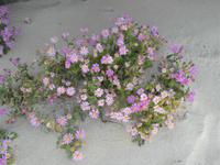 Kap der guten Hoffnung: Blumen am Dias-Beach  &ndash; &copy; Gunter Looß (Eberhardt TRAVEL)