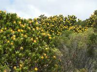 Nadelkissen-Protea &ndash; &copy; Gunter Looß (Eberhardt TRAVEL)