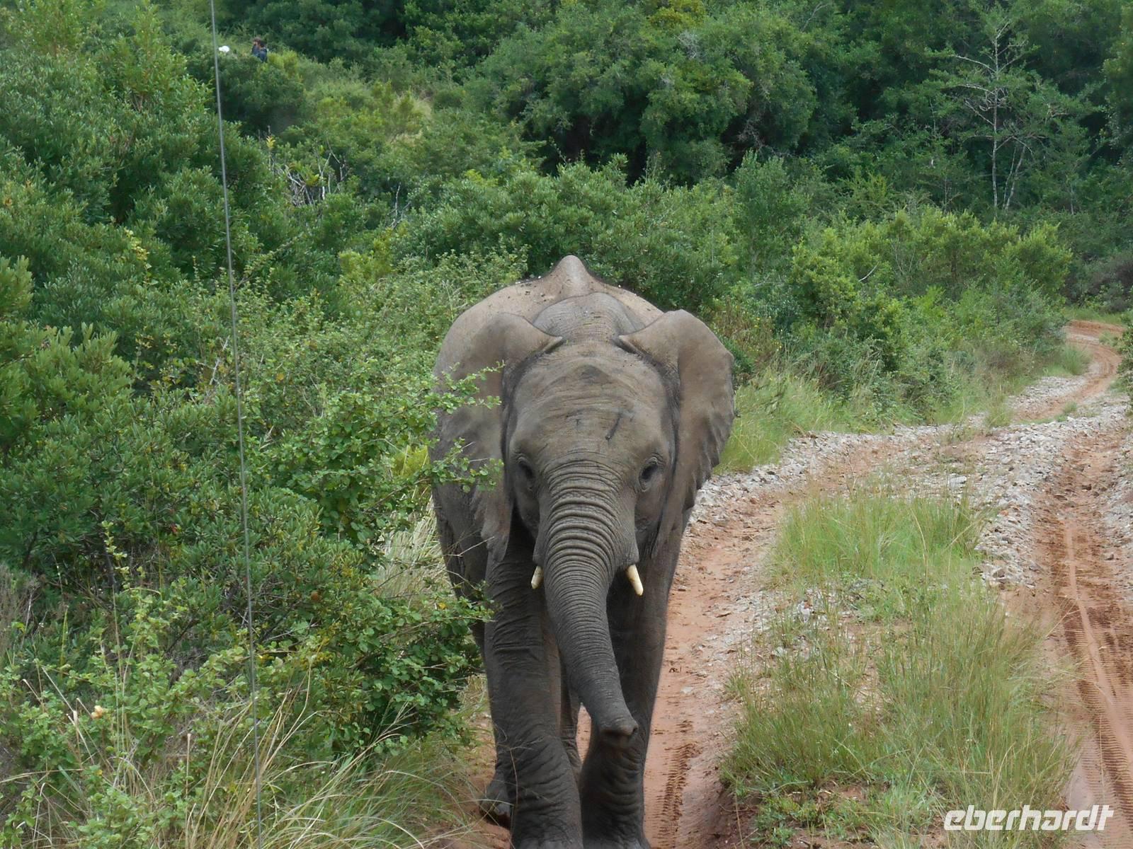 Morgen-Safari am 25.02. - Elefant &ndash; &copy; Katrin Deutschbein (Eberhardt TRAVEL)