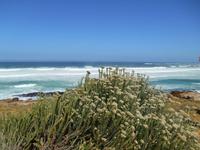 Chapman´s Peak Drive &ndash; &copy; Katrin Deutschbein (Eberhardt TRAVEL)