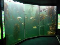 Kapstadt (Two Oceans Aquarium) &ndash; &copy; Katrin Deutschbein (Eberhardt TRAVEL)