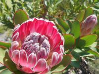 Fahrt von Kapstadt nach Hermanus - Betty´s Bay (Botanischer Garten - Königsprotea) &ndash; &copy; Katrin Deutschbein (Eberhardt TRAVEL)
