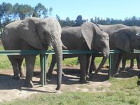 Knysna-Elefantenpark &ndash; &copy; Katrin Deutschbein (Eberhardt TRAVEL)