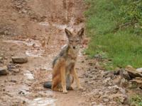 Abend-Safari am 24.02. - Black Backed Jackal (Schakal) &ndash; &copy; Katrin Deutschbein (Eberhardt TRAVEL)