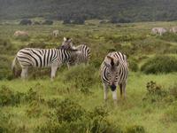 Abend-Safari am 24.02. - Burchells Zebra (Steppenzebra) &ndash; &copy; Katrin Deutschbein (Eberhardt TRAVEL)