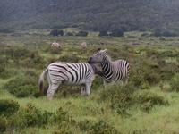 Abend-Safari am 24.02. - Burchells Zebra (Steppenzebra) &ndash; &copy; Katrin Deutschbein (Eberhardt TRAVEL)