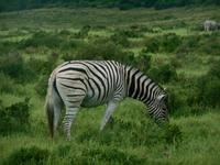 Abend-Safari am 24.02. - Burchells Zebra (Steppenzebra) &ndash; &copy; Katrin Deutschbein (Eberhardt TRAVEL)