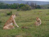 Abend-Safari am 24.02. - Löwen &ndash; &copy; Katrin Deutschbein (Eberhardt TRAVEL)