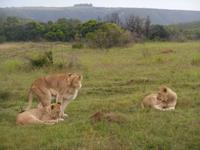 Abend-Safari am 24.02. - Löwen &ndash; &copy; Katrin Deutschbein (Eberhardt TRAVEL)