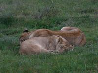 Abend-Safari am 24.02. - Löwen &ndash; &copy; Katrin Deutschbein (Eberhardt TRAVEL)