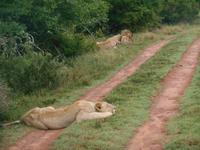 Abend-Safari am 24.02. - Löwen &ndash; &copy; Katrin Deutschbein (Eberhardt TRAVEL)