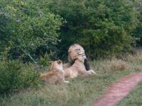 Abend-Safari am 24.02. - Löwen &ndash; &copy; Katrin Deutschbein (Eberhardt TRAVEL)