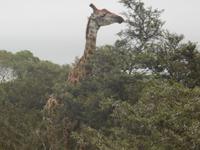 Morgen-Safari am 25.02. - Giraffe &ndash; &copy; Katrin Deutschbein (Eberhardt TRAVEL)