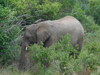 Morgen-Safari am 25.02. - Elefant &ndash; &copy; Katrin Deutschbein (Eberhardt TRAVEL)