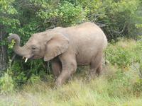 Morgen-Safari am 25.02. - Elefant &ndash; &copy; Katrin Deutschbein (Eberhardt TRAVEL)