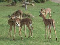 Abend-Safari am 25.02. - Impalas (Schwarzfersenantilopen) &ndash; &copy; Katrin Deutschbein (Eberhardt TRAVEL)