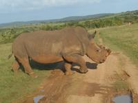 Abend-Safari am 25.02. - White Rhino (Breitmaulnashorn) &ndash; &copy; Katrin Deutschbein (Eberhardt TRAVEL)