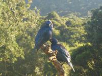 Morgen-Safari am 26.02. - Glanzstare &ndash; &copy; Katrin Deutschbein (Eberhardt TRAVEL)