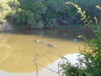 Morgen-Safari am 26.02. - Hippos (Flußpferde) &ndash; &copy; Katrin Deutschbein (Eberhardt TRAVEL)