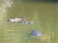 Morgen-Safari am 26.02. - Hippos (Flußpferde) &ndash; &copy; Katrin Deutschbein (Eberhardt TRAVEL)