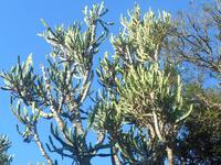 Abend-Safari am 26.02. - Euphorbia (Wolfsmilch) &ndash; &copy; Katrin Deutschbein (Eberhardt TRAVEL)