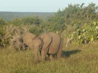 Abend-Safari am 26.02. &ndash; &copy; Katrin Deutschbein (Eberhardt TRAVEL)