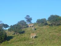 Morgen-Safari am 27.02. - Eland-Antilopen &ndash; &copy; Katrin Deutschbein (Eberhardt TRAVEL)