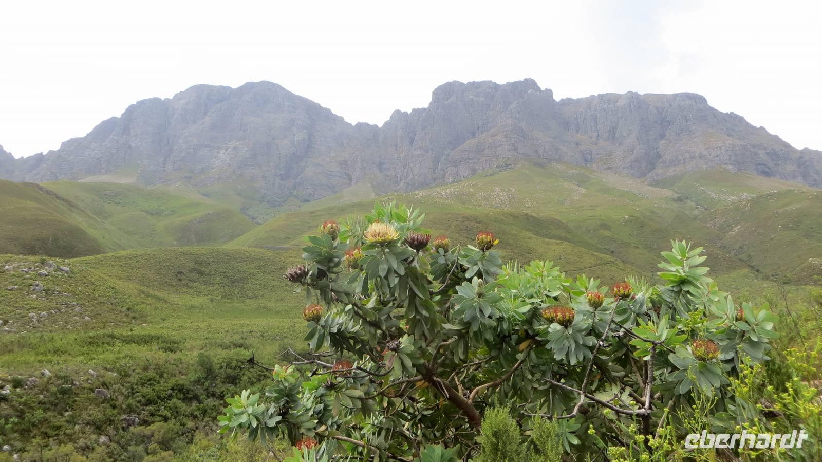 Jonkershoek Naturreservat &ndash; &copy; Anna Stiebing (Eberhardt TRAVEL)