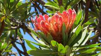 Protea &ndash; &copy; Anna Stiebing (Eberhardt TRAVEL)
