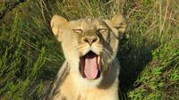 Safari im Kariega Wildreservat &ndash; &copy; Anna Stiebing (Eberhardt TRAVEL)