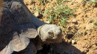 Safari im Kariega Wildreservat &ndash; &copy; Anna Stiebing (Eberhardt TRAVEL)